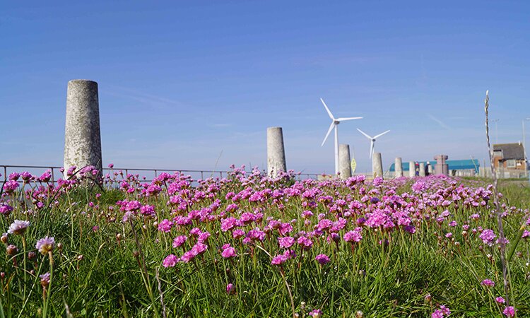 Shoreham Port flies the flag for biodiversity