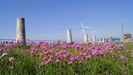 Shoreham Port flies the flag for biodiversity