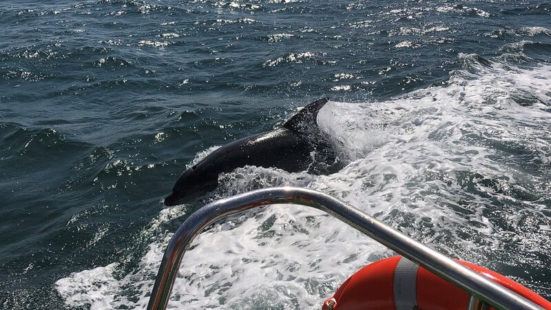 Shoreham Port and the Brighton Dolphin Project reveal exciting partnership