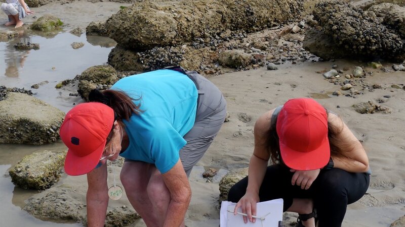 Port sponsor summer rock pooling programme