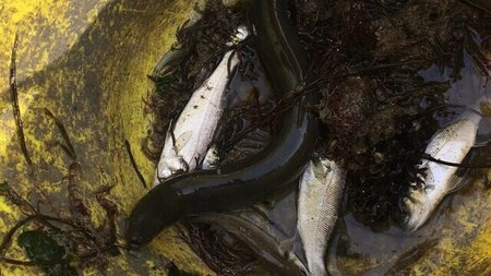 Engineering team perform mass bass rescue