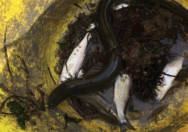 Engineering team perform mass bass rescue