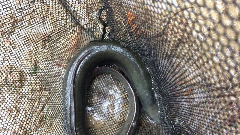 Engineering team perform mass bass rescue