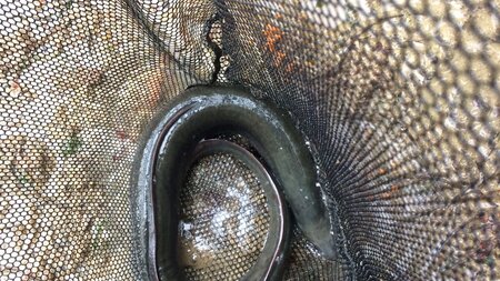 Engineering team perform mass bass rescue