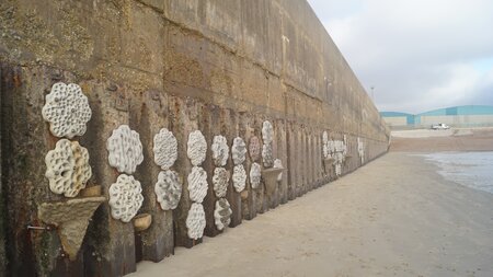 Shoreham Port launches UK’s largest living seawall at Southwick Reef