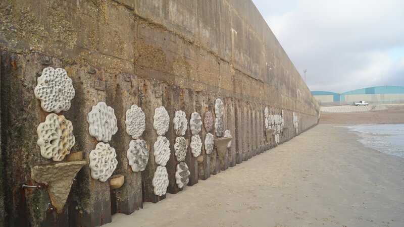 Shoreham Port launches UK’s largest living seawall at Southwick Reef