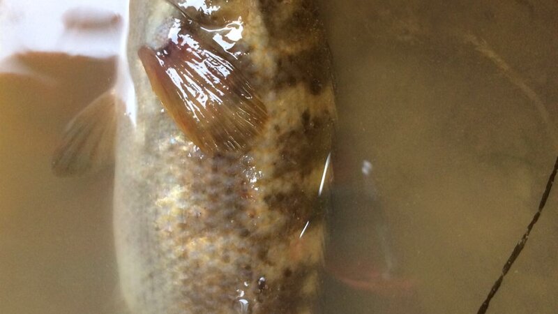 Engineering team perform mass bass rescue