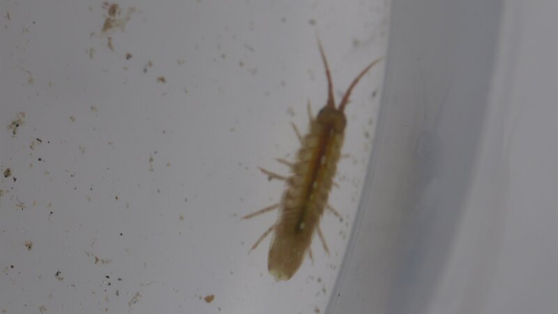 Port sponsor summer rock pooling programme