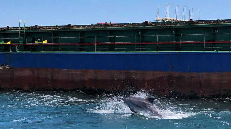 Shoreham Port and the Brighton Dolphin Project reveal exciting partnership