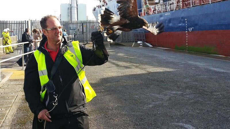 Harris hawk on patrol in port