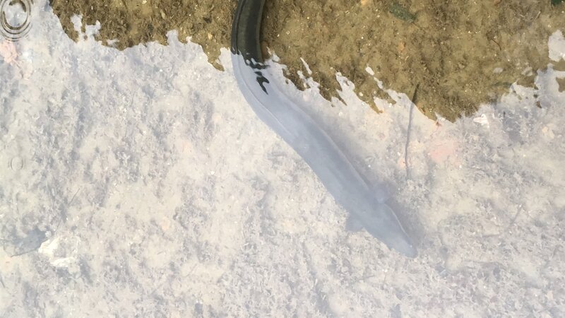 Engineering team perform mass bass rescue