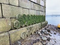 Shoreham Port announce Southwick Reef project to boost marine biodiversity