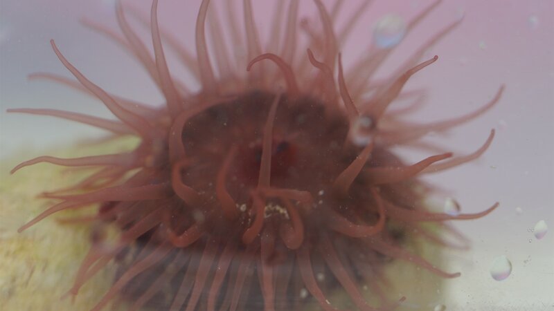 Port sponsor summer rock pooling programme