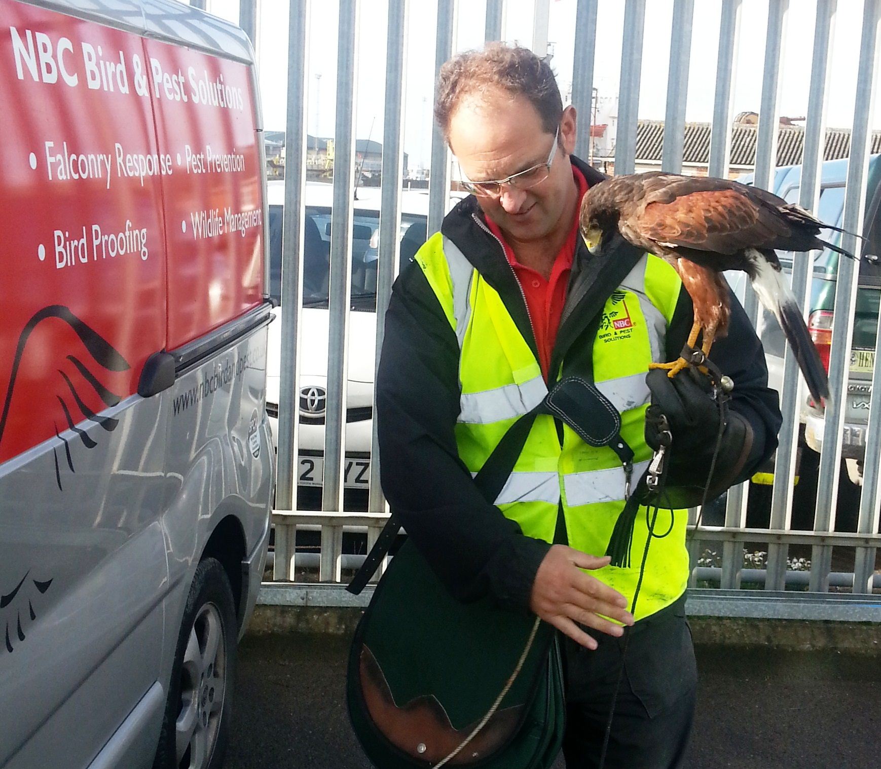 Harris hawk on patrol in port