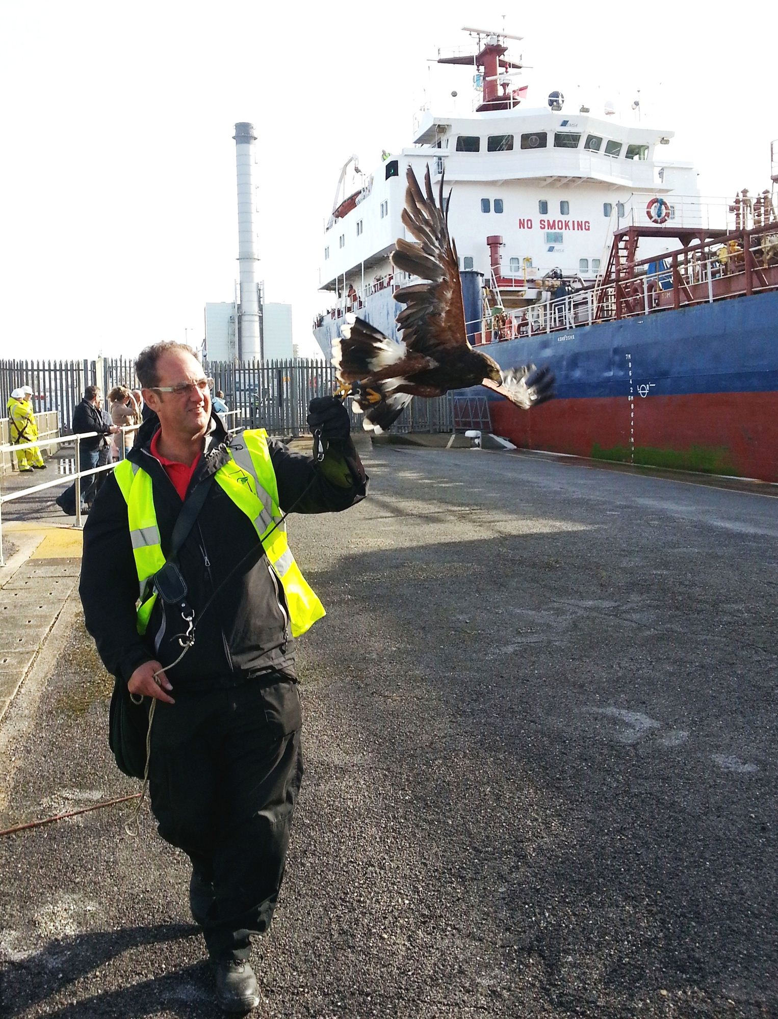 Harris hawk on patrol in port