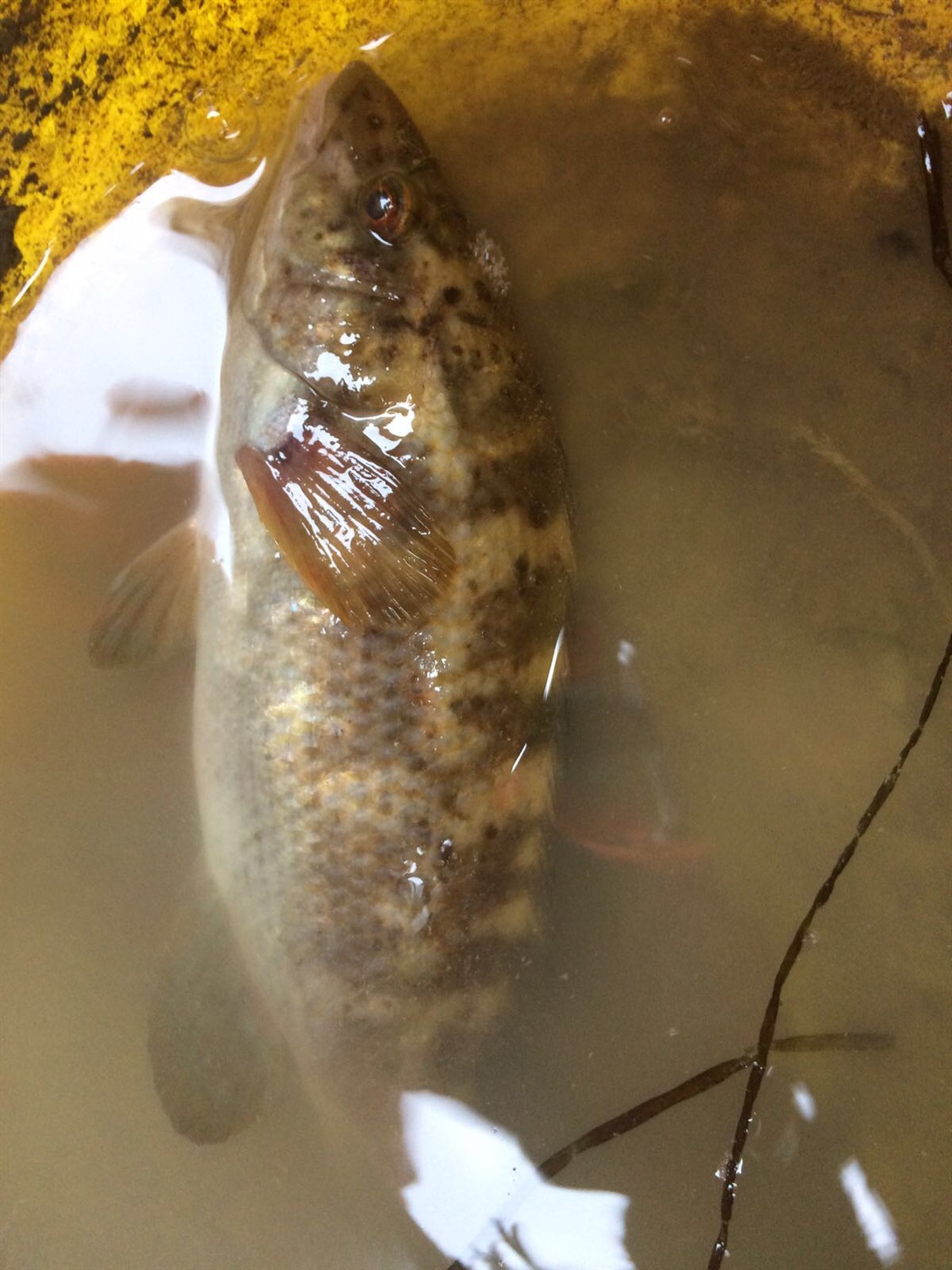 Engineering team perform mass bass rescue
